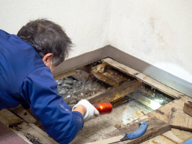 Best Emergency Mold Removal  in Daleville, VA