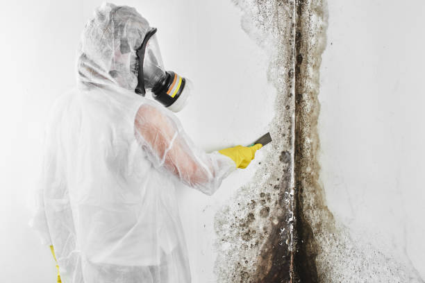 Best Home Mold Removal  in Daleville, VA