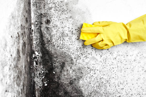 Best Mold Testing  in Daleville, VA