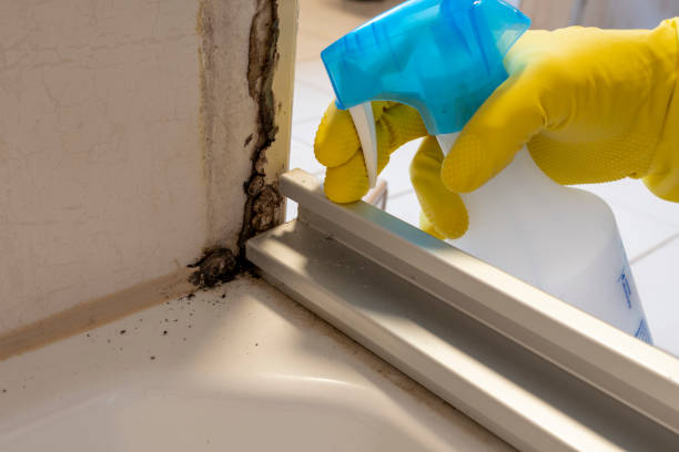 Best Black Mold Removal  in Daleville, VA