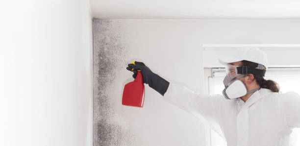 Mold Removal and Inspection in Daleville, VA