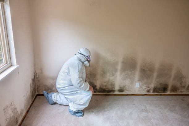 Best Mold Removal Company Near Me  in Daleville, VA