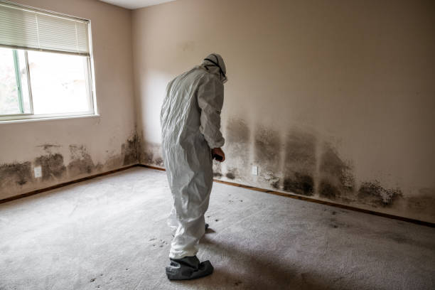 Best Best Mold Removal Companies  in Daleville, VA