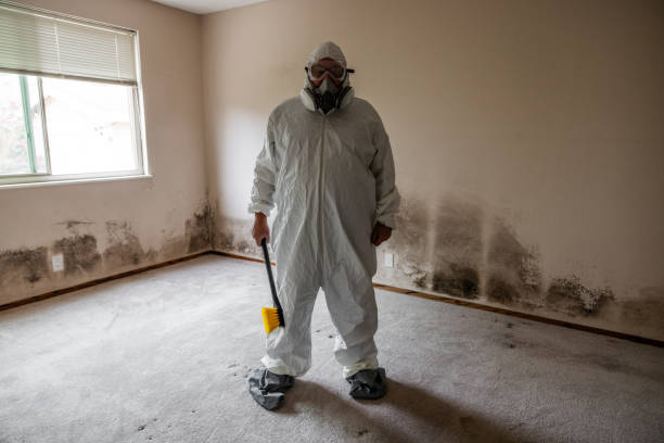Best Same-Day Mold Removal  in Daleville, VA