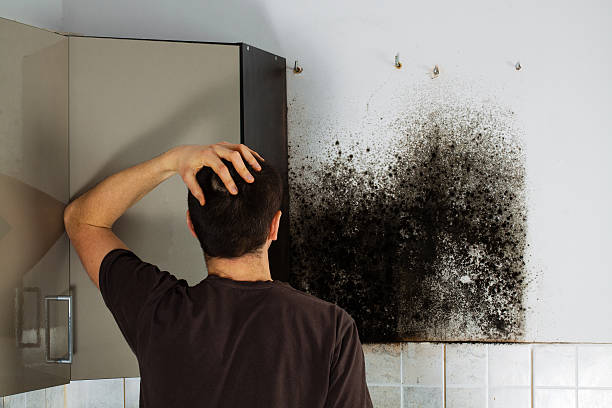 Home Mold Removal in Daleville, VA