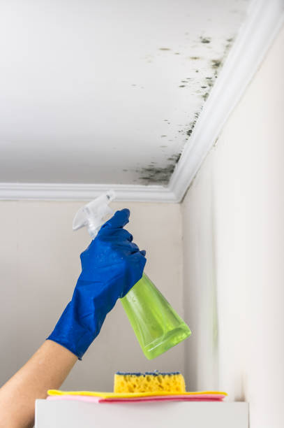 Best Attic Mold Removal  in Daleville, VA