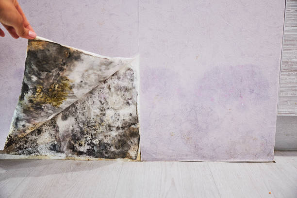 Best Crawl Space Mold Removal  in Daleville, VA